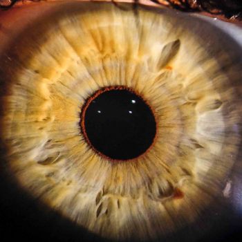 Iris Auge 7